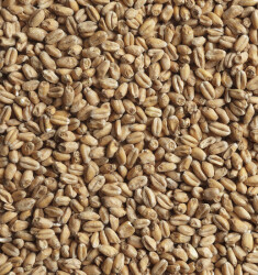 Солод пивоваренный пшеничный 1 кг