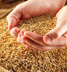 Рецепт самогона из пшеницы (с жаренными злаками)
