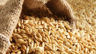 Самогон из пшеницы без сахара