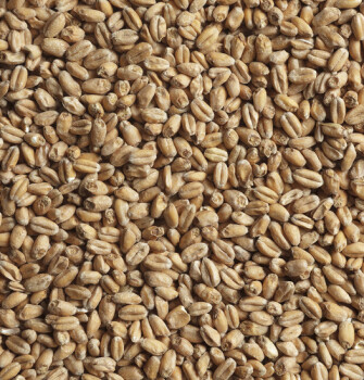 Солод пивоваренный пшеничный 1 кг